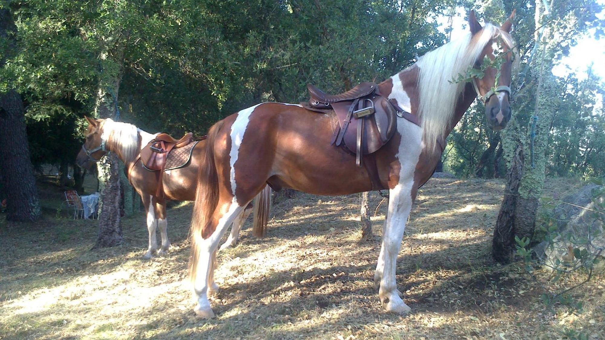 Agro Do Souto, Noia - Villa Completa Dış mekan fotoğraf